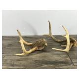 4 & 7 Point White Tail Buck Antlers