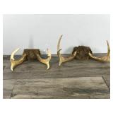 2 - 6 Point Buck Antlers
