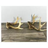 2 - 6 Point Buck Antlers