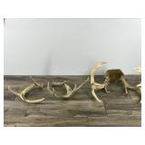 11 Point Buck Antlers & 2 Sheds (4 & 5 point sheds)