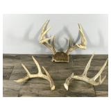 11 Point Buck Antlers & 2 Sheds (4 & 5 point sheds)