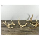 8 Point Buck Antlers & 2 Sheds (4 & 6 point sheds)