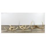 8 Point Buck Antlers & 2 Sheds (4 & 6 point sheds)