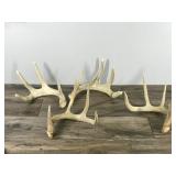 4 - Antler Sheds - All of them have 4 points