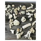 Large Lot of Small Pieces of Coral & More