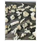 Large Lot of Small Pieces of Coral & More