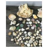 Lot of Sea Shells, Sea Glass and More