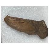 Possible Fossil & Possible Arrowhead
