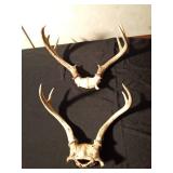 2 sets of deer antlers