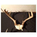 2 sets of deer antlers