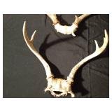 2 sets of deer antlers
