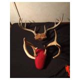 2 Sets of deer antlers