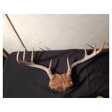 2 Sets of deer antlers