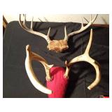 2 Sets of deer antlers