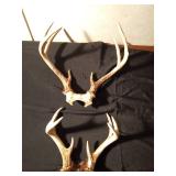 2 Sets of deer antlers