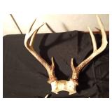 2 Sets of deer antlers