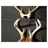 2 Sets of deer antlers