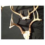 2 sets of deer antlers