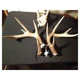 7pt Deer skull with antlers and a pair of antlers equaling 10pt