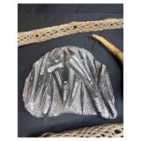 Collection of Petrified Driftwood, Cholla Wood, Fossil Plate, and Antler