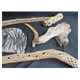 Collection of Petrified Driftwood, Cholla Wood, Fossil Plate, and Antler
