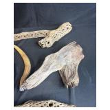 Collection of Petrified Driftwood, Cholla Wood, Fossil Plate, and Antler