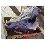 Boar Skull from 900 Pound Boar