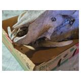 Boar Skull from 900 Pound Boar