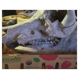 Boar Skull from 900 Pound Boar
