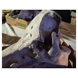 Boar Skull from 900 Pound Boar