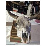 Cow Skull with Horns