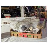 Cow Skull with Horns