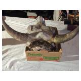 Cow Skull with Horns