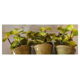 K - Decorative Olive Ceramic Vases & Apothecary Jar (Lot of 6)