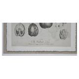 LR - The Walnut Tree Botanical Prints Pair - Framed Wall Art