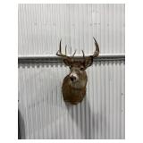 Taxidermy Deer Head Mount