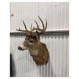 Taxidermy Deer Head Mount