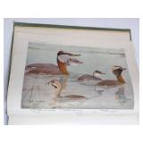 Birds of America - Louis Agassiz Fuertes Plates, Garden City Publishing (1936-37 edition)