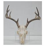 Genuine Bleached Deer Skull & Antlers