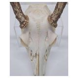Genuine Bleached Deer Skull & Antlers