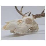 Genuine Bleached Deer Skull & Antlers