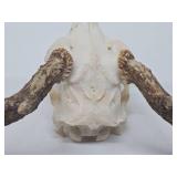 Genuine Bleached Deer Skull & Antlers
