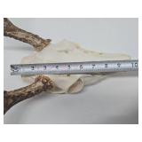 Genuine Bleached Deer Skull & Antlers