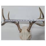 Genuine Bleached Deer Skull & Antlers