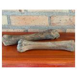 Two Weathered Animal Long Bones - Approximately 9-11 in Each