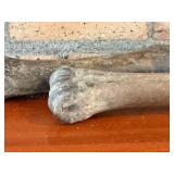 Two Weathered Animal Long Bones - Approximately 9-11 in Each