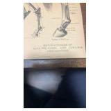 antique horse related advertisement