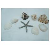 Collection of Seashells