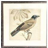 Framed Bird Illustration Print & 23 x 23 in Frame - Slight Frame Damage