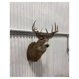 Taxidermy Deer Head Mount